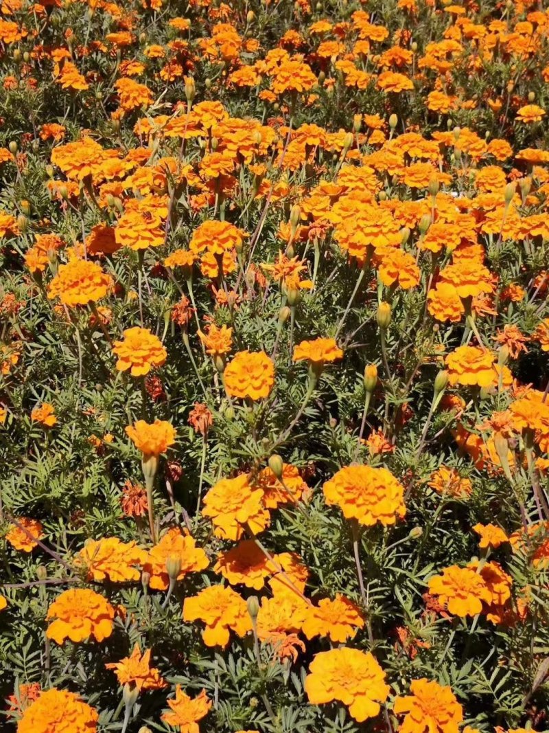 硫化菊种子黄波斯菊花种子黄秋英花籽硫华菊种子四季易种