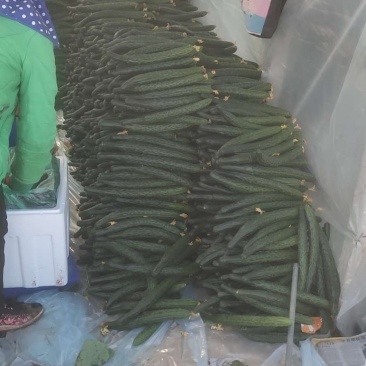 美丽的大元谋。有种植户200户，面积4万亩。美天可以采摘