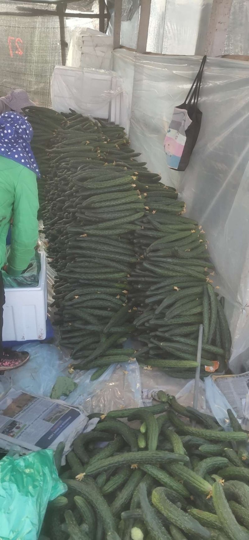 美丽的大元谋。有种植户200户，面积4万亩。美天可以采摘