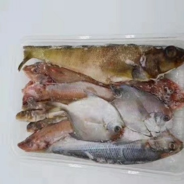 海杂鱼（三去）特色海鱼五样。饭店爆款。冷链物流全国配送。