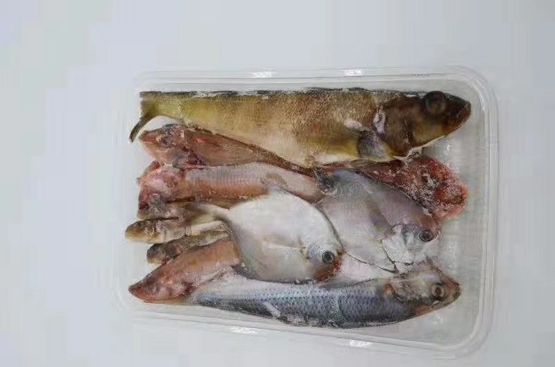 海杂鱼（三去）特色海鱼五样。饭店爆款。冷链物流全国配送。
