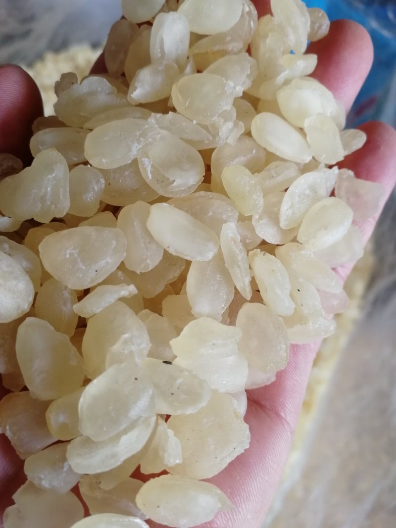 皂角米雪莲子单荚皂角米双荚皂角米