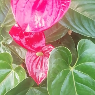 红掌