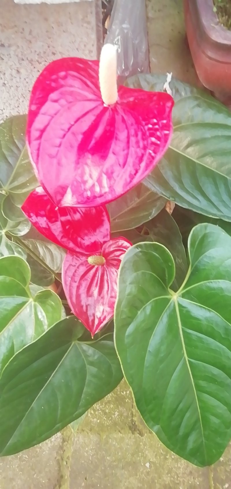 红掌