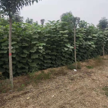 梓树苗北野梓树小苗