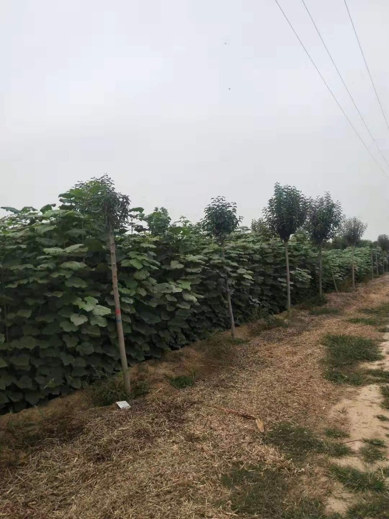 梓树苗北野梓树小苗