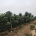 梓树苗北野梓树小苗