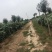 梓树苗北野梓树小苗