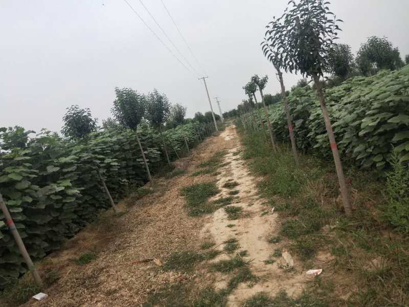 梓树苗北野梓树小苗