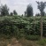 梓树苗北野梓树小苗