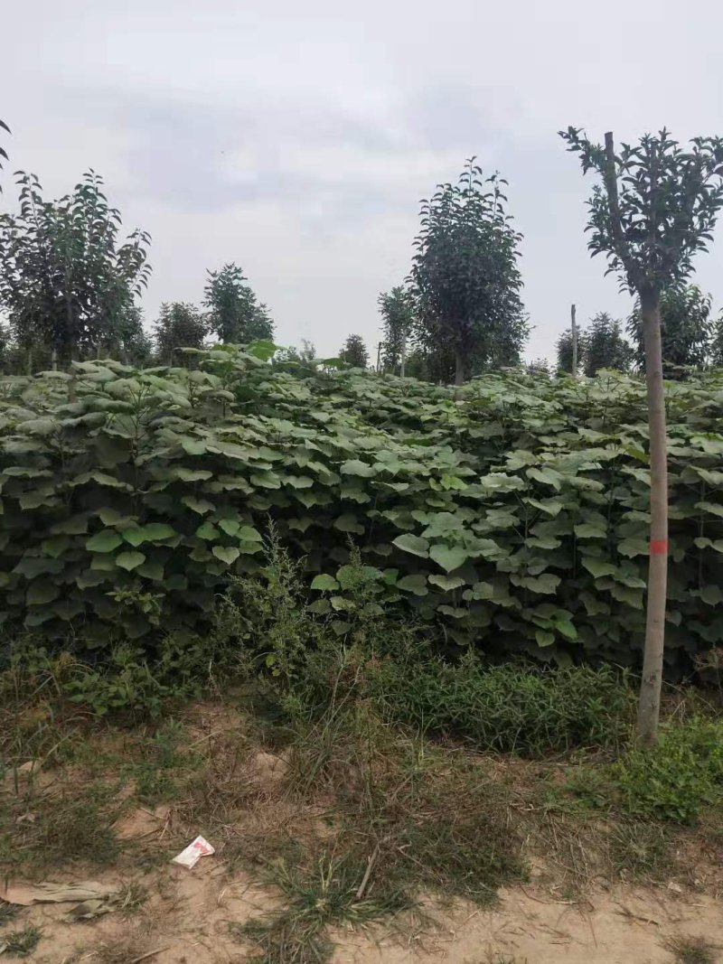 梓树苗北野梓树小苗
