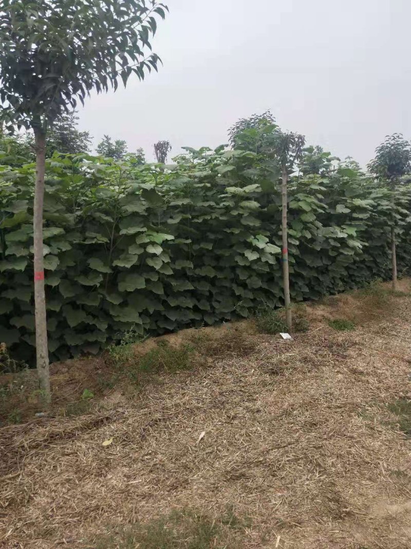 梓树苗北野梓树小苗