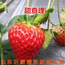 甜查理草莓苗四季草莓苗超大超甜草莓苗南北方种植品种草莓苗
