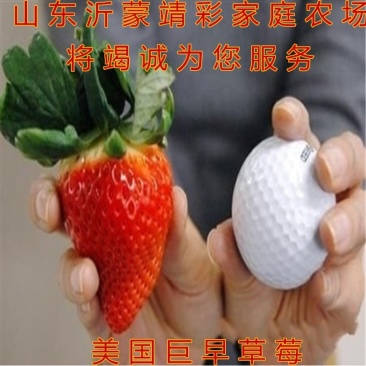 美国巨早草莓苗早熟晚熟草莓苗盆栽地栽草莓苗南北方种植草莓