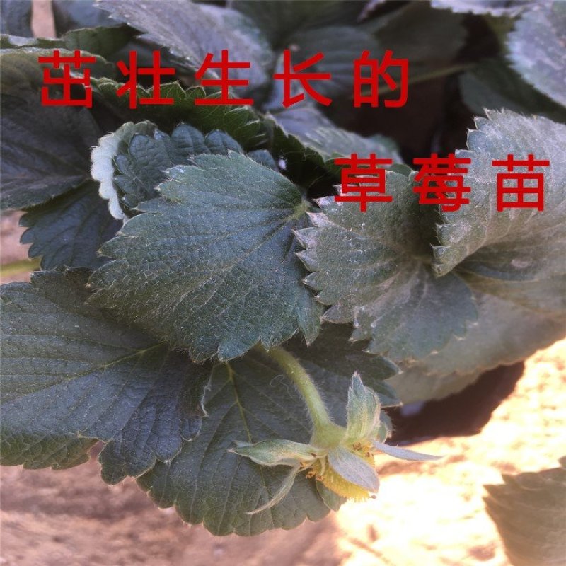 美国巨早草莓苗早熟晚熟草莓苗盆栽地栽草莓苗南北方种植草莓