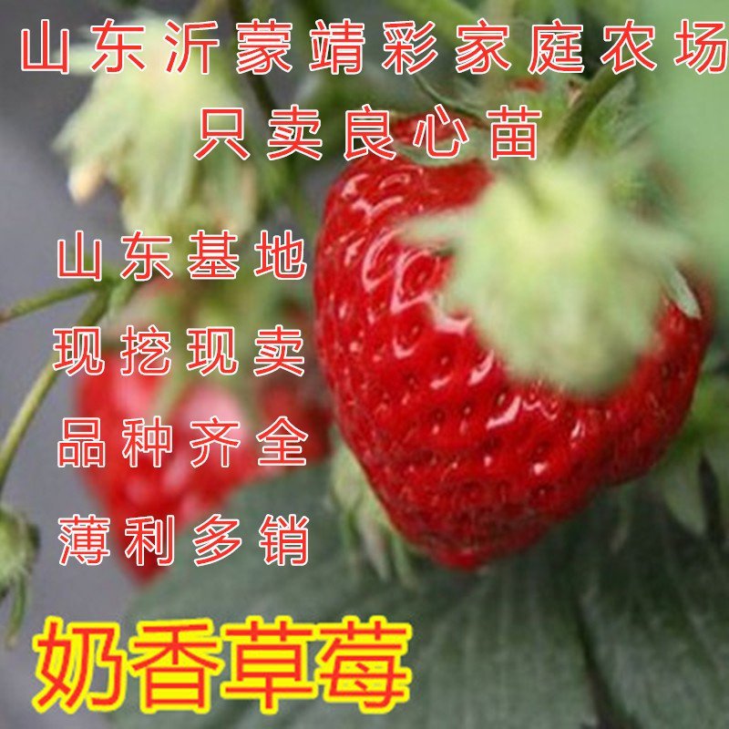 美国巨早草莓苗早熟晚熟草莓苗盆栽地栽草莓苗南北方种植草莓