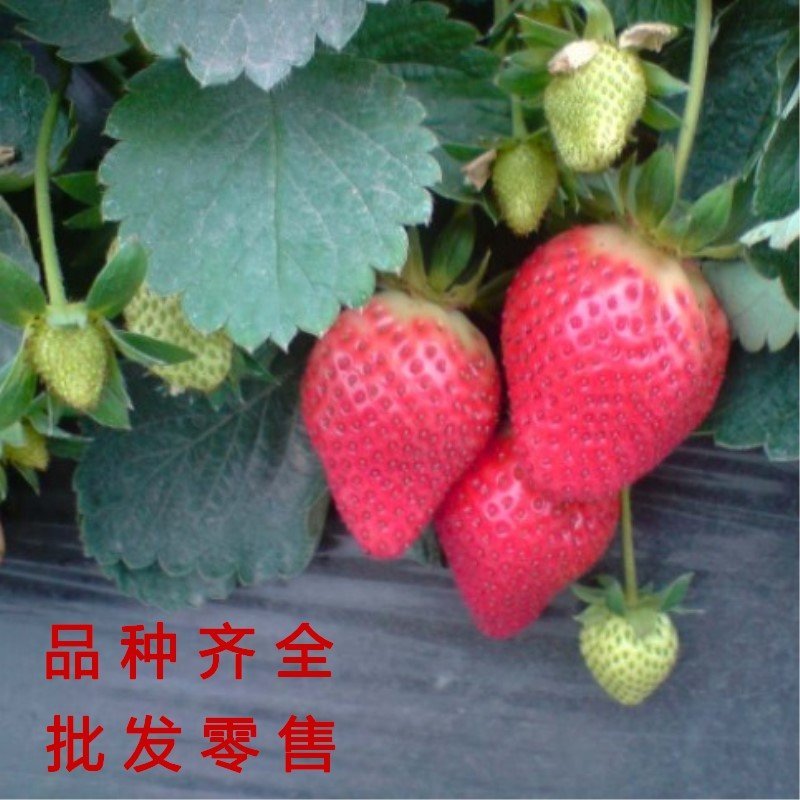 奶油草莓苗四季草莓苗南北方种植草莓苗包成活包品种盆栽草莓