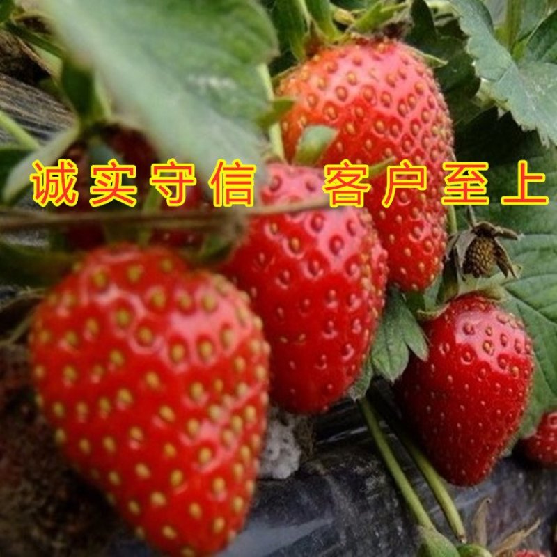 奶油草莓苗四季草莓苗南北方种植草莓苗包成活包品种盆栽草莓