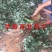 奶油草莓苗四季草莓苗南北方种植草莓苗包成活包品种盆栽草莓