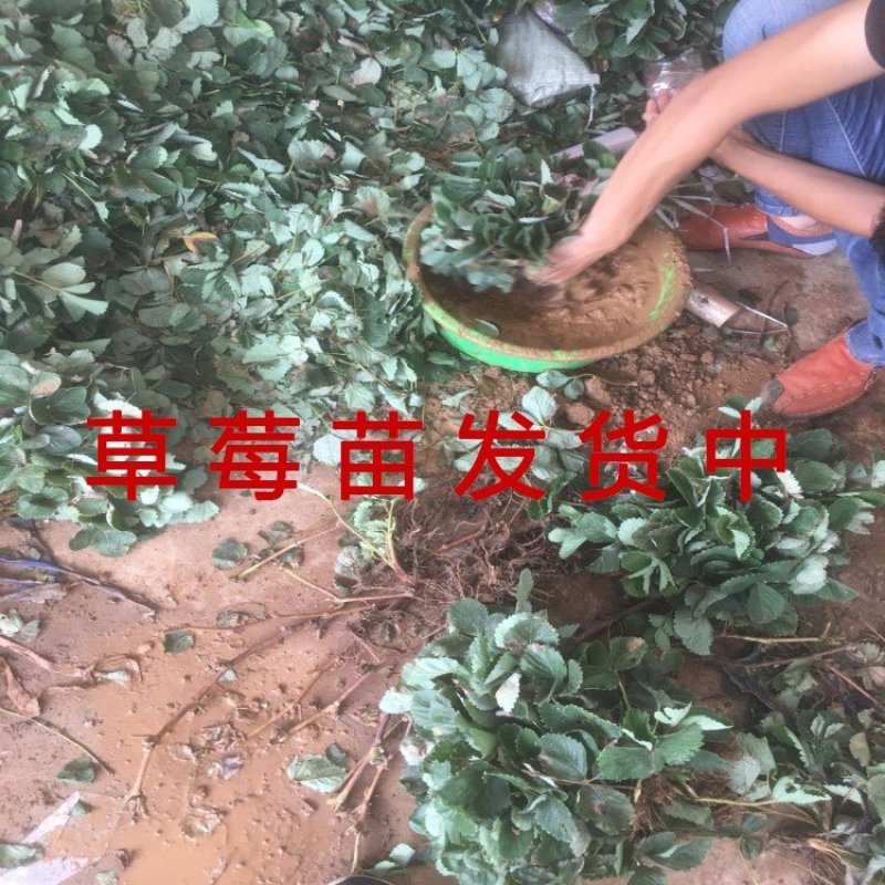 奶油草莓苗四季草莓苗南北方种植草莓苗包成活包品种盆栽草莓