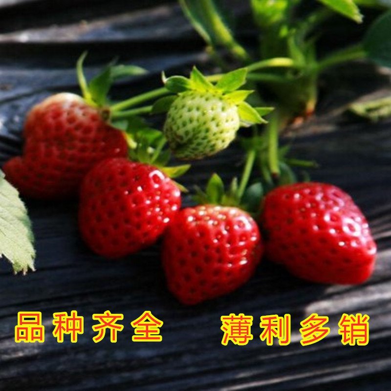 奶油草莓苗四季草莓苗南北方种植草莓苗包成活包品种盆栽草莓