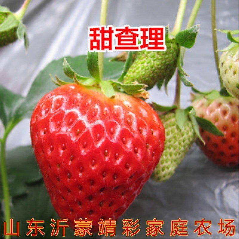奶油草莓苗四季草莓苗南北方种植草莓苗包成活包品种盆栽草莓