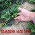 奶油草莓苗四季草莓苗南北方种植草莓苗包成活包品种盆栽草莓