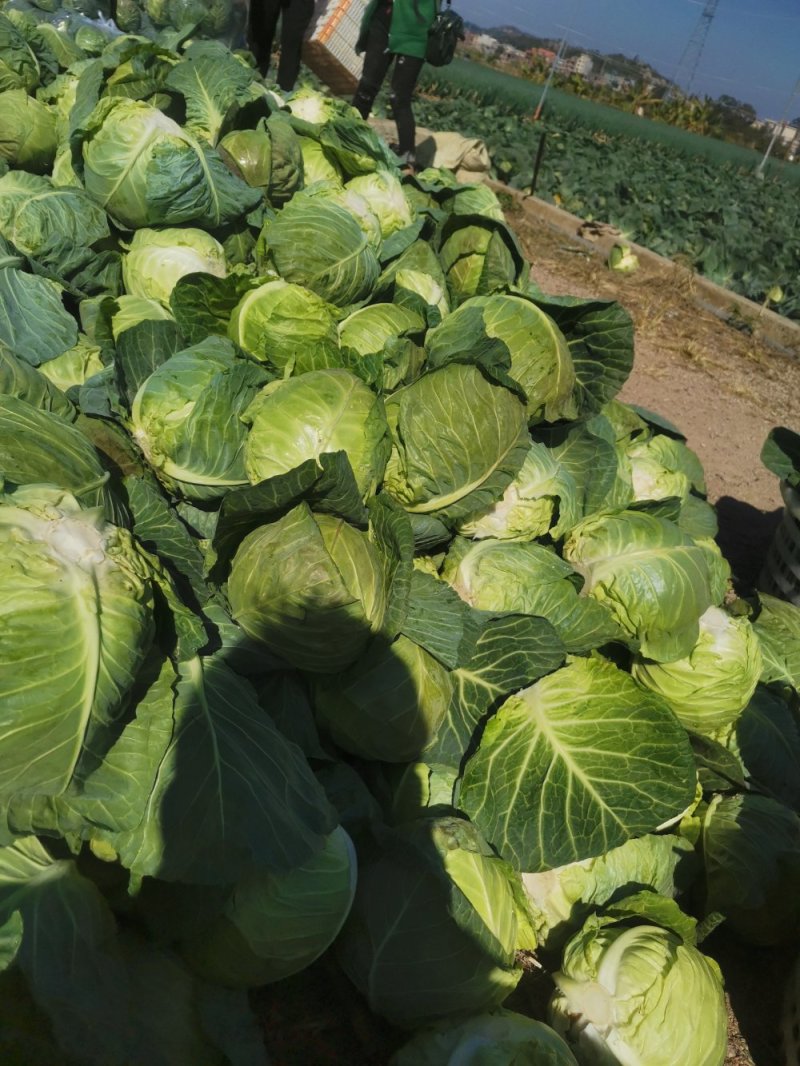 【甘蓝】牛心菜量大从优精品甘蓝产地直销