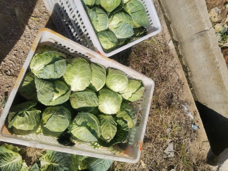 【甘蓝】牛心菜量大从优精品甘蓝产地直销