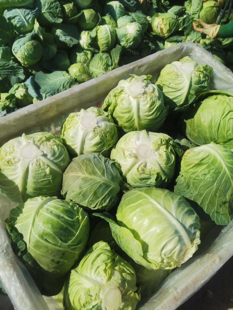 【甘蓝】牛心菜量大从优精品甘蓝产地直销