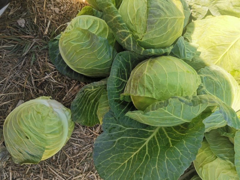 【甘蓝】牛心菜量大从优精品甘蓝产地直销