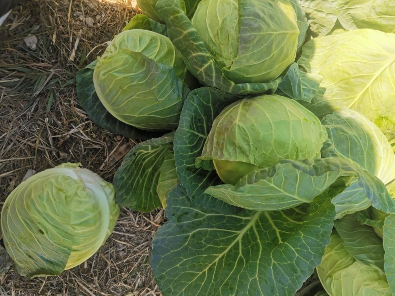 【甘蓝】牛心菜量大从优精品甘蓝产地直销