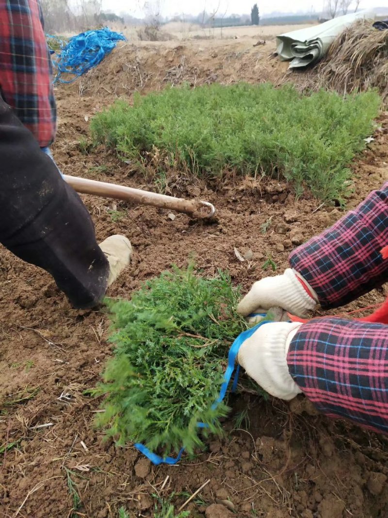 大！40公分塔柏苗蜀桧苗塔柏小苗安徽塔柏苗基地
