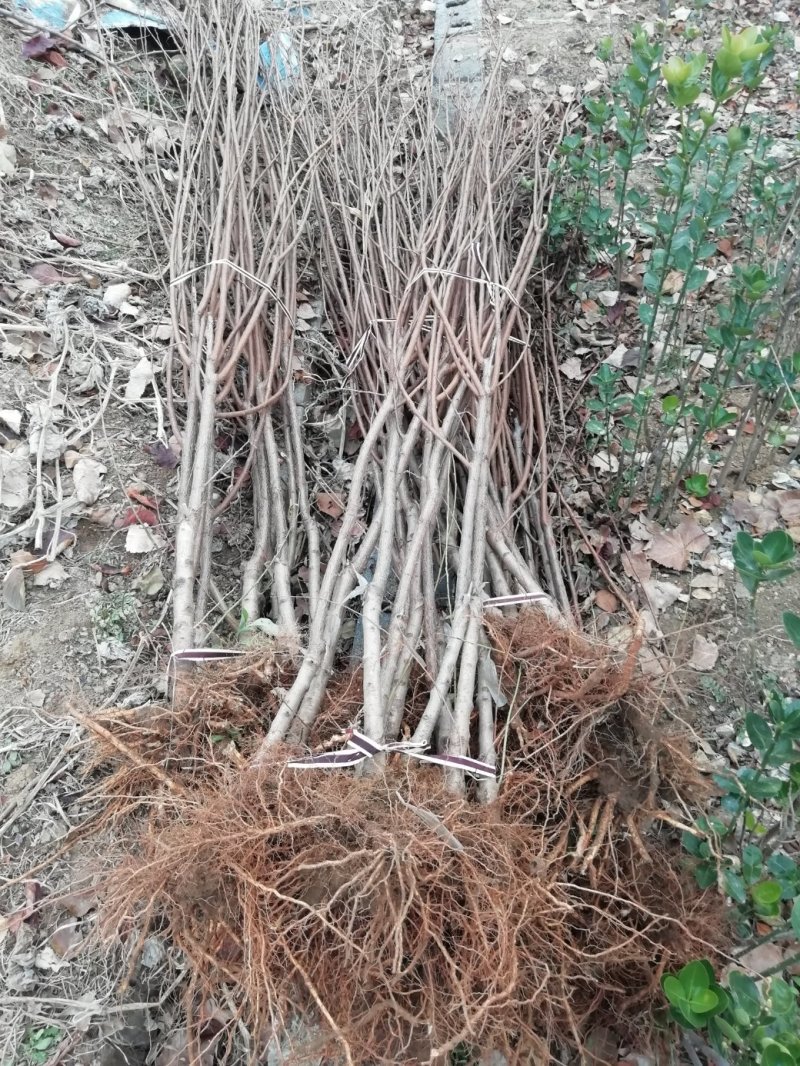 供应优质李子苗，有恐龙蛋，风味玫瑰，味帝，蜂糖李，西梅李