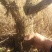 石榴树石榴桩新下山桩