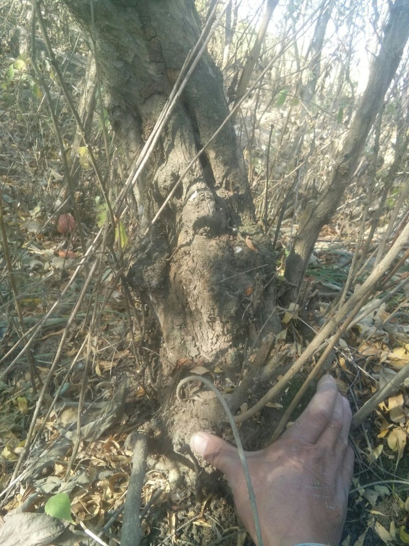 石榴树石榴桩新下山桩
