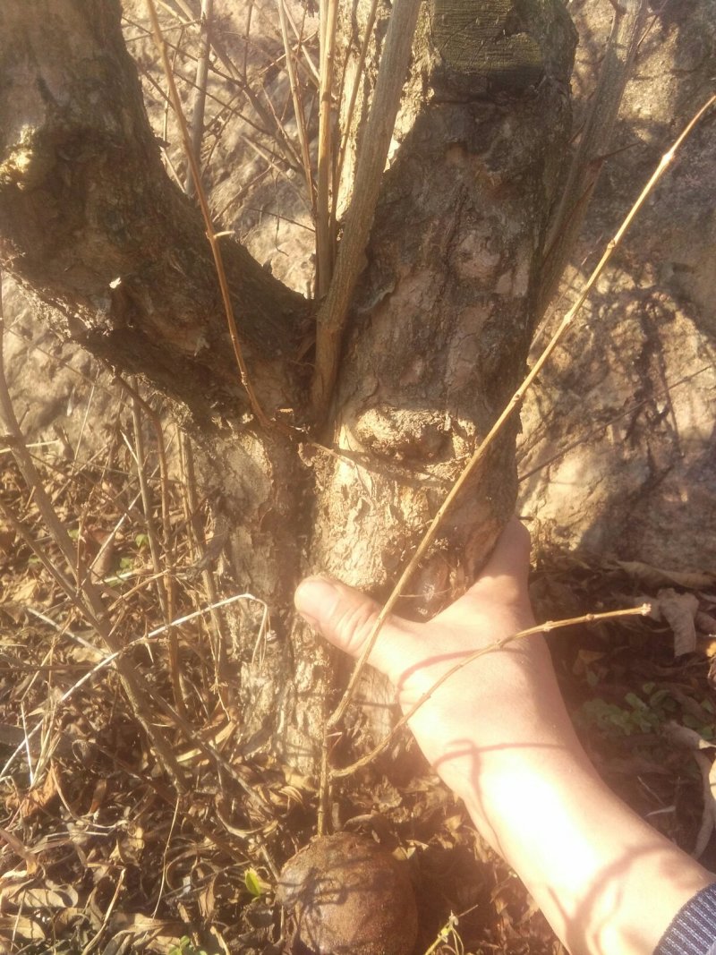 石榴树石榴桩新下山桩
