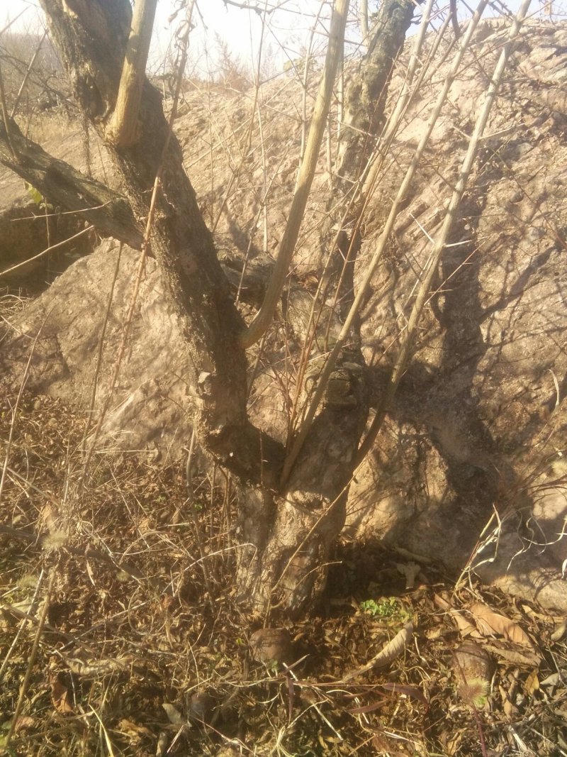 石榴树石榴桩新下山桩