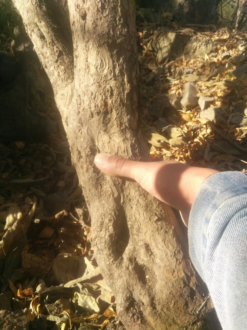 石榴树石榴桩新下山桩