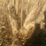 石榴树石榴桩新下山桩