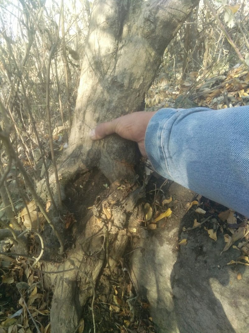 石榴树石榴桩新下山桩
