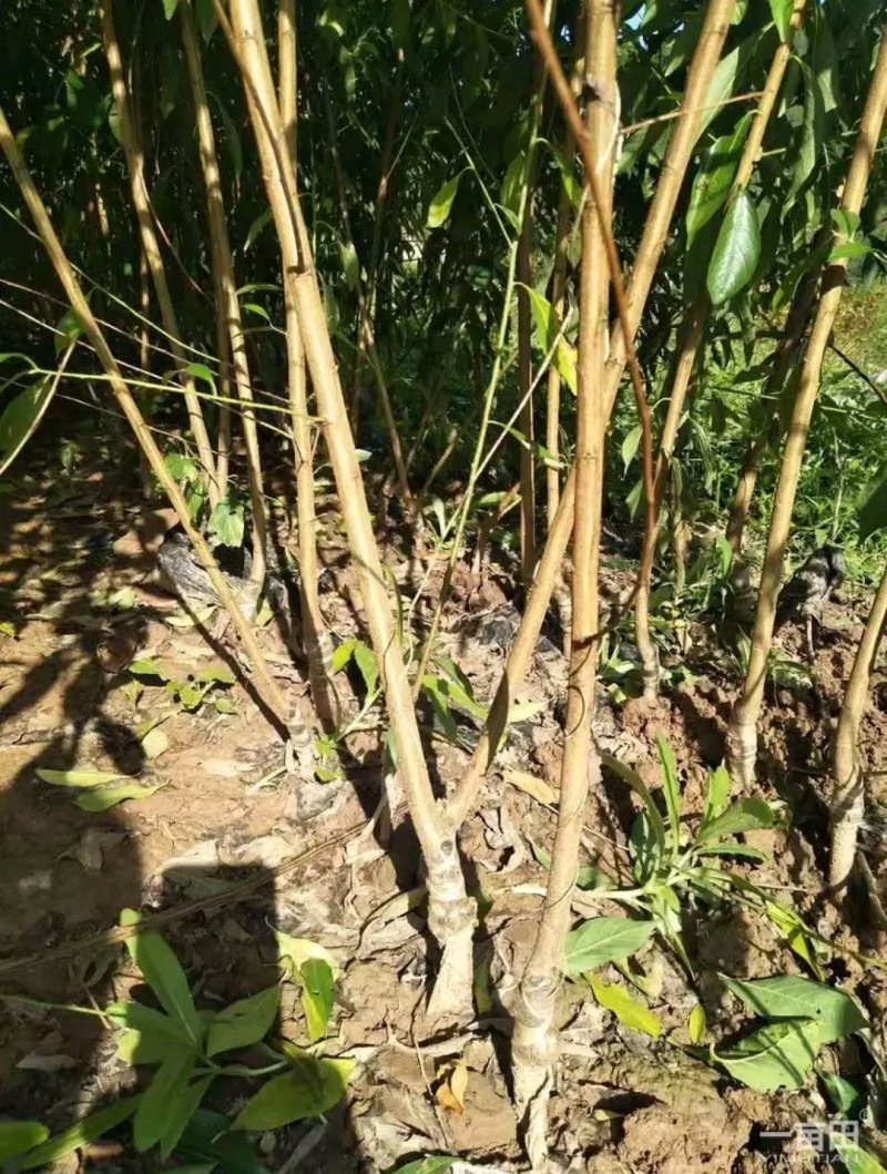 供应优质李子苗，有恐龙蛋，风味玫瑰，味帝，蜂糖李，西梅李