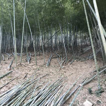 出售10斤-100斤大小毛竹.2米-8米竹片.竹苗