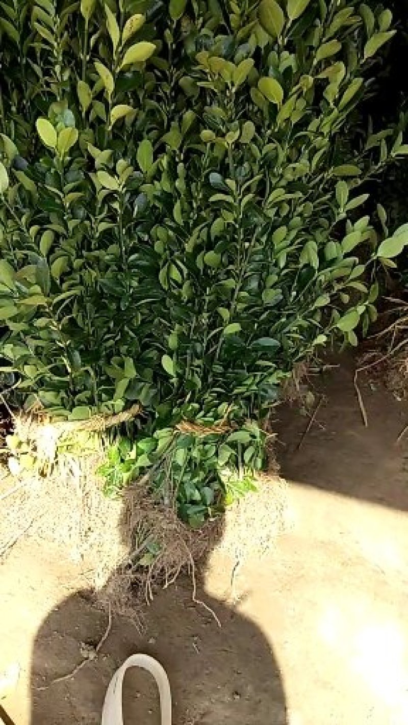 基地直发大叶黄杨苗，毛球，大冠幅球，规格齐全