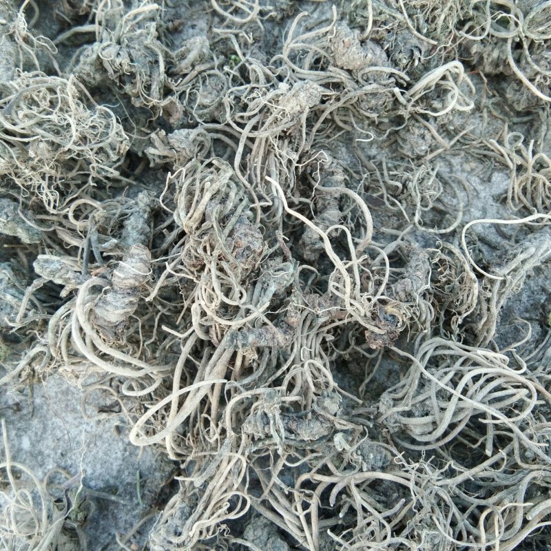 蜘蛛香，干货水洗无泥，带根无须根有货，欢迎订购