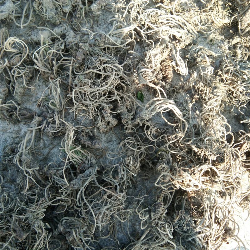 蜘蛛香，干货水洗无泥，带根无须根有货，欢迎订购