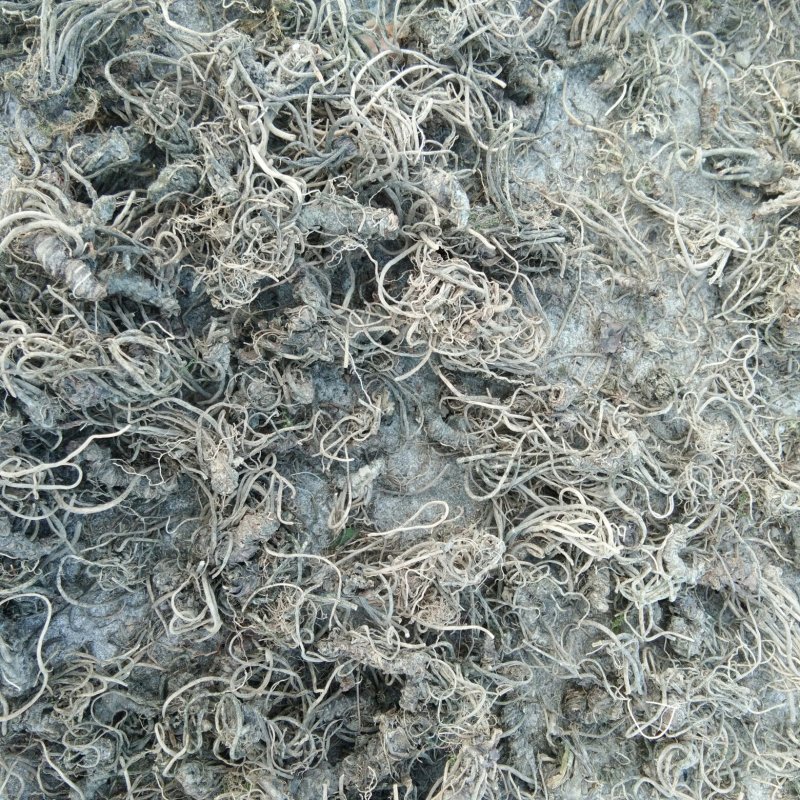 蜘蛛香，干货水洗无泥，带根无须根有货，欢迎订购