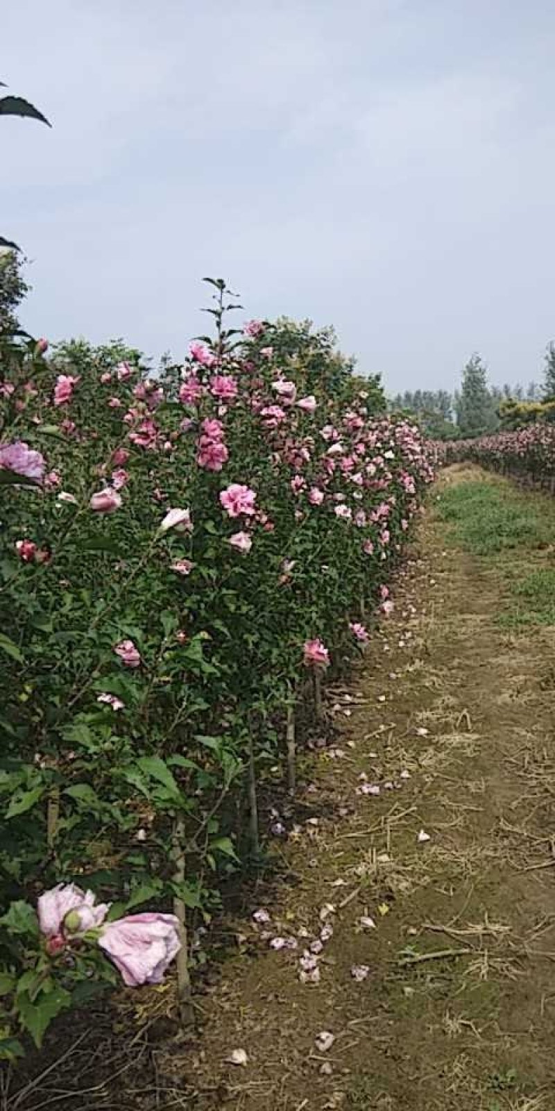 木槿苗，重瓣木槿，夏季开花，花期长达百十来天，多种规格