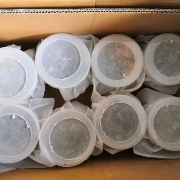 黑水虻虫卵