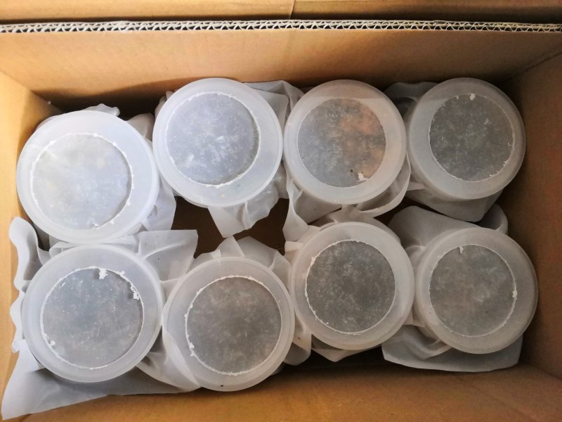 黑水虻虫卵